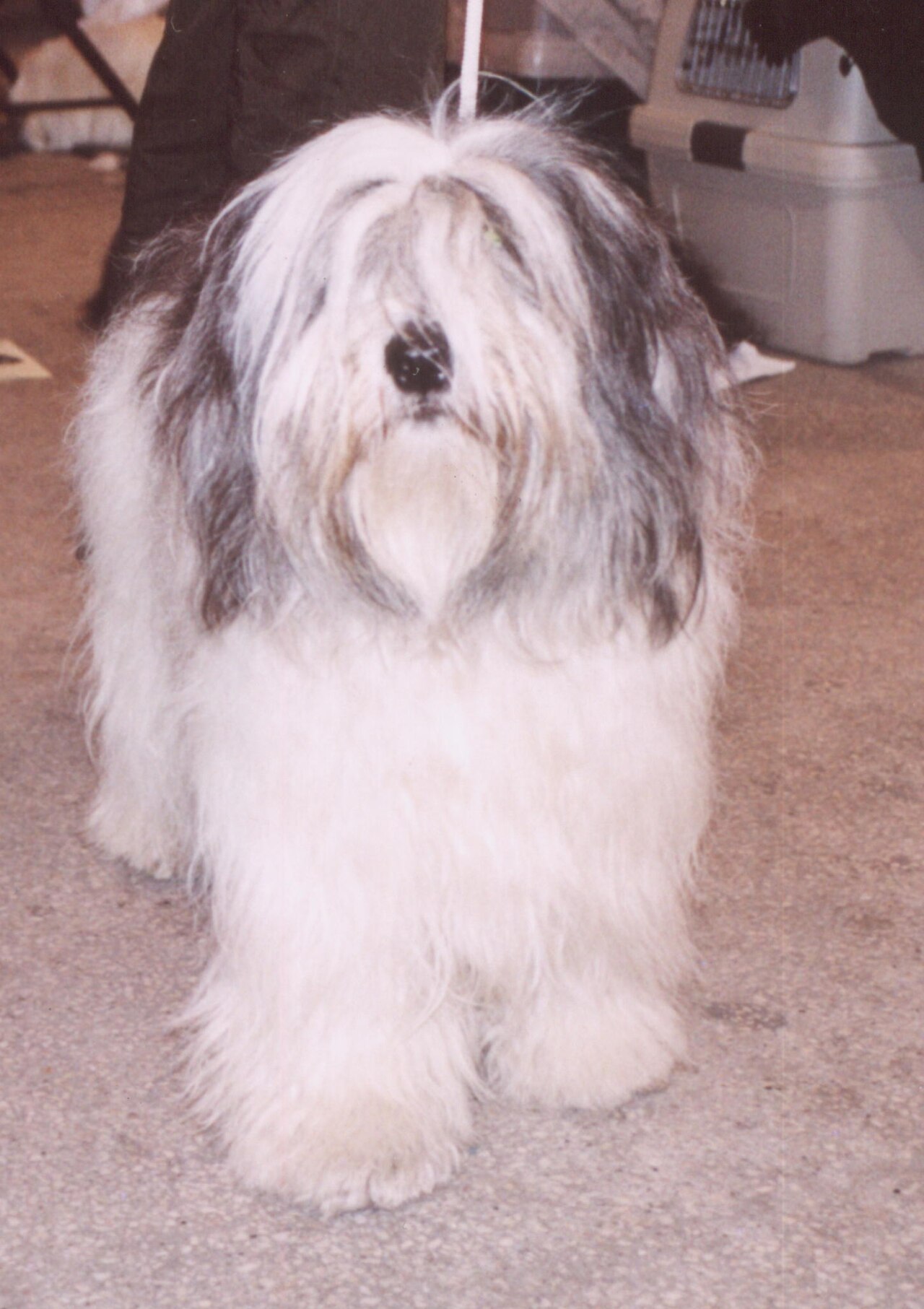 Polish Lowland Sheepdog — 1