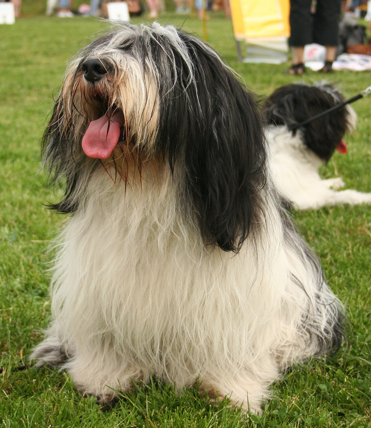 Polish Lowland Sheepdog — 2