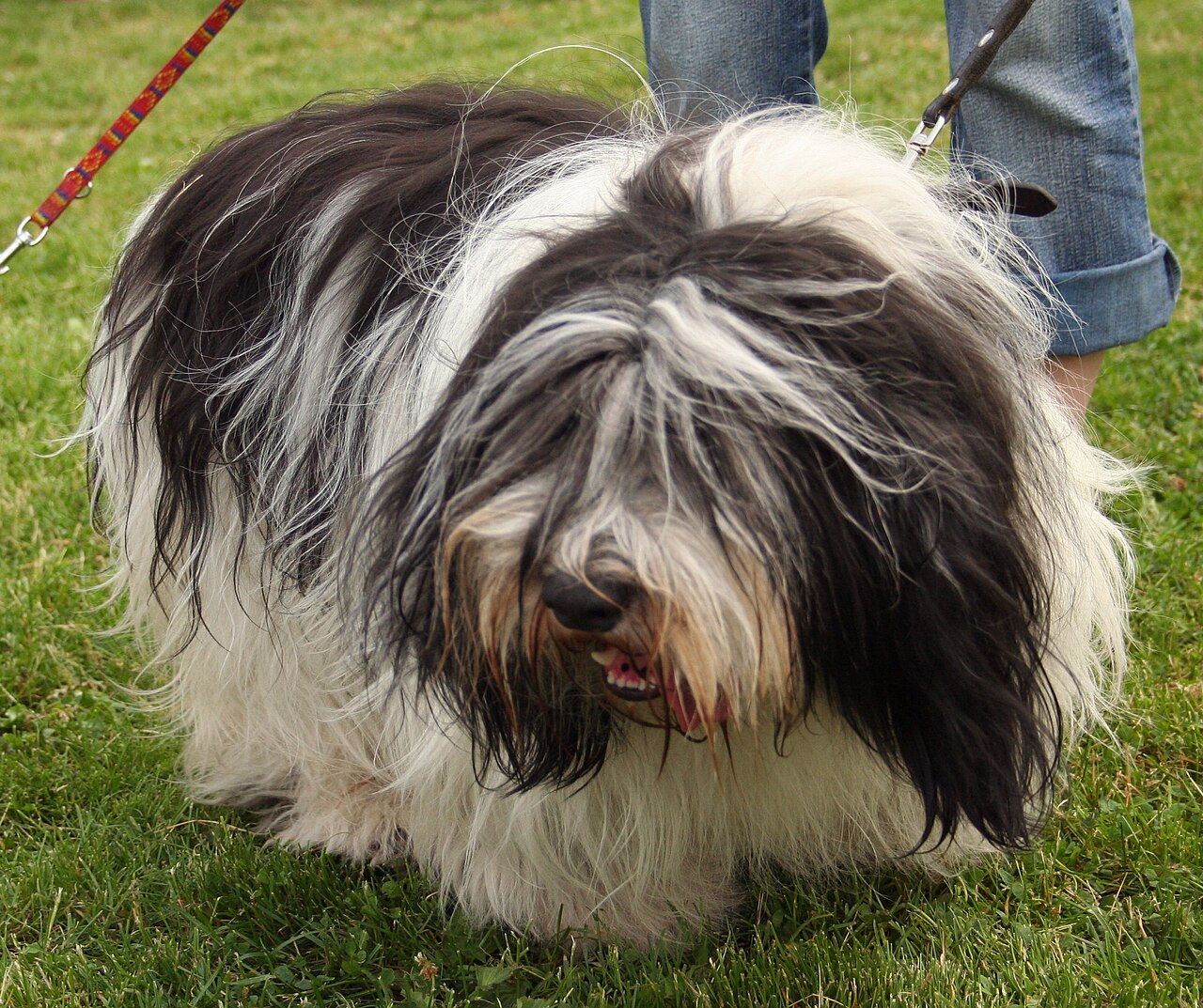 Polish Lowland Sheepdog — 3