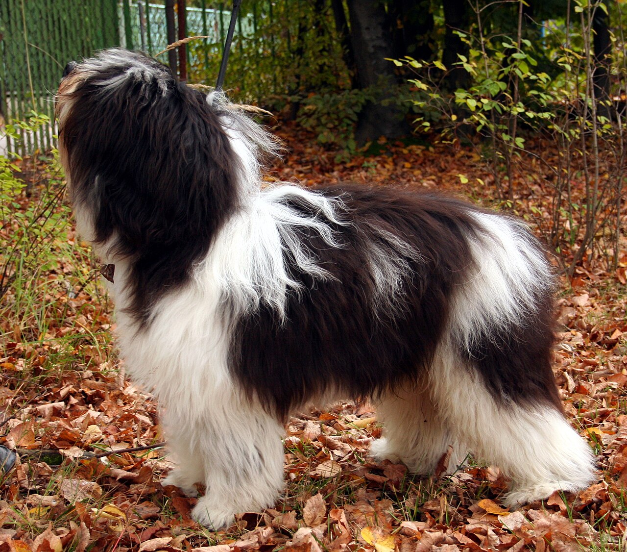 Polish Lowland Sheepdog — 4