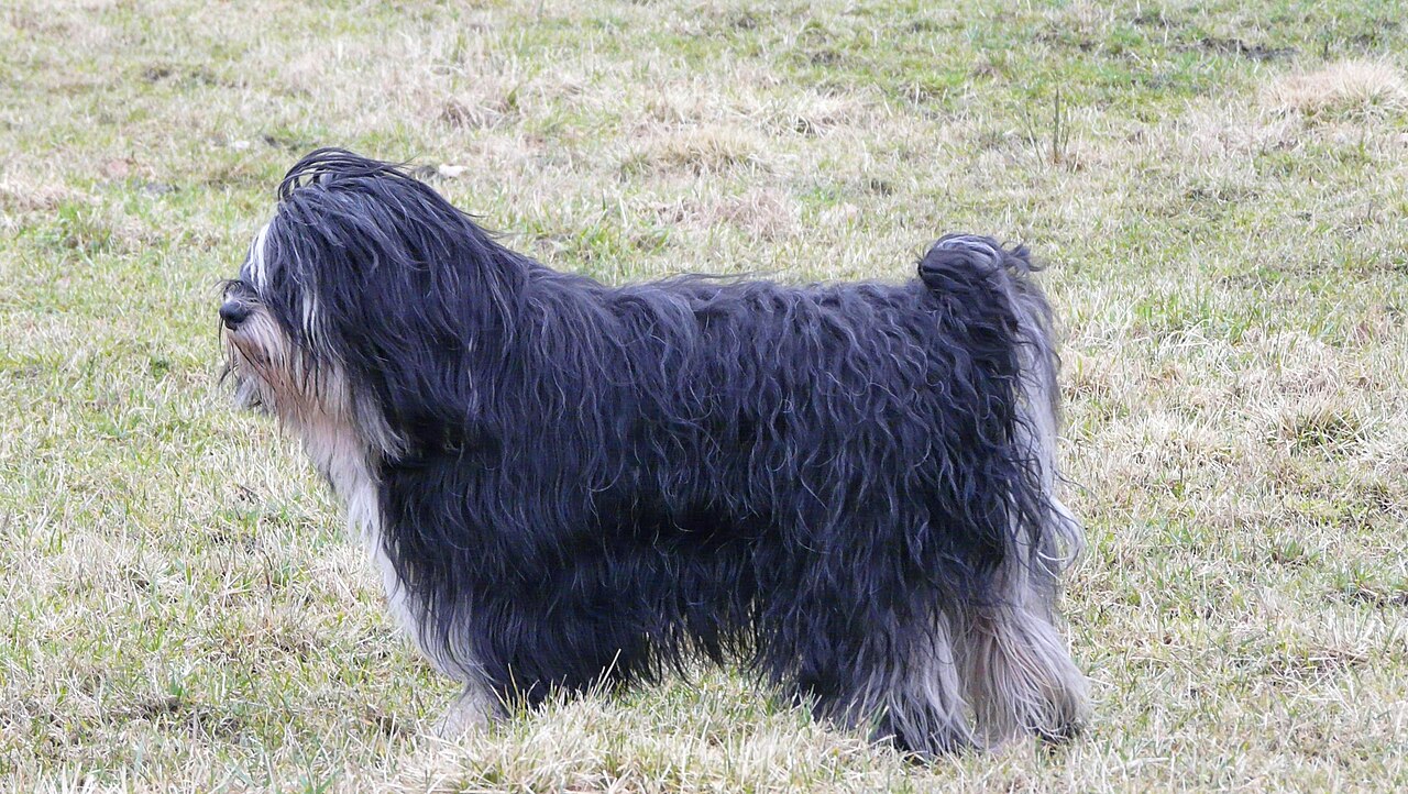 Polish Lowland Sheepdog — 5