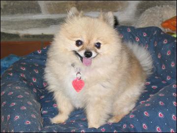 Pomeranian — 1