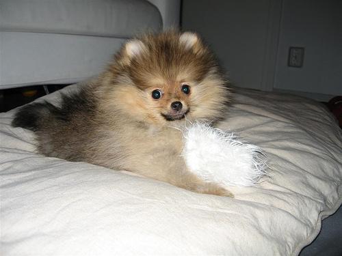 Pomeranian — 2