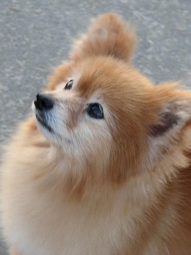 Pomeranian — 3