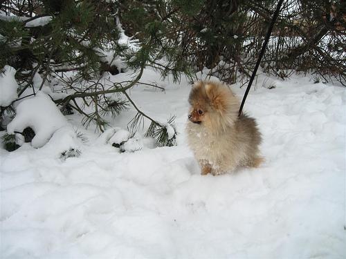 Pomeranian — 4