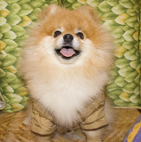 Pomeranian — 5