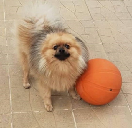 Pomeranian — 6