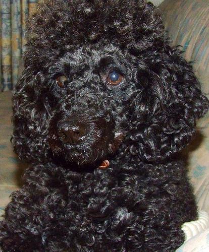 Poodle (Miniature) — 1