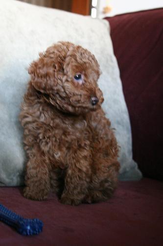 Poodle (Miniature) — 2