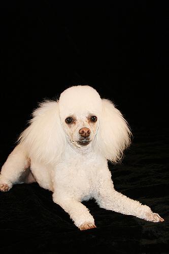 Poodle (Miniature) — 3