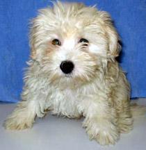 Poodle (Miniature) — 4