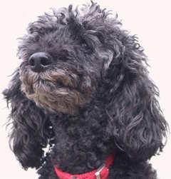 Poodle (Miniature) — 5