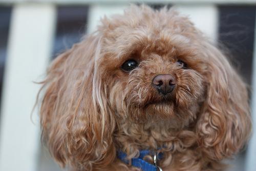 Poodle (Miniature) — 6