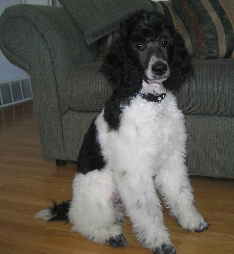 Poodle (Standard) — 2