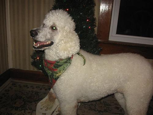 Poodle (Standard) — 3