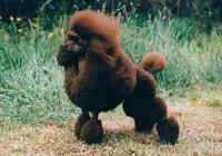 Poodle (Standard) — 4