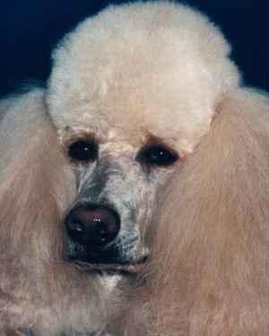 Poodle (Standard) — 5