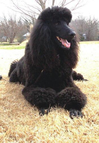 Poodle (Standard) — 6