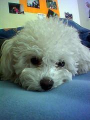 Poodle (Toy) — 1