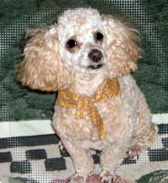 Poodle (Toy) — 2