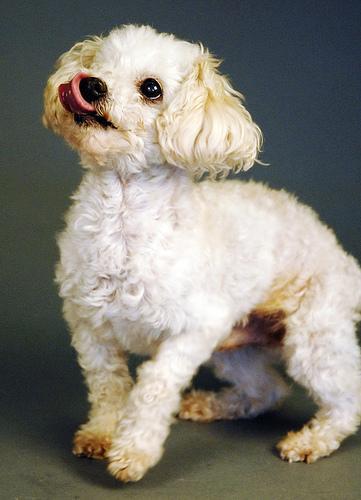 Poodle (Toy) — 3