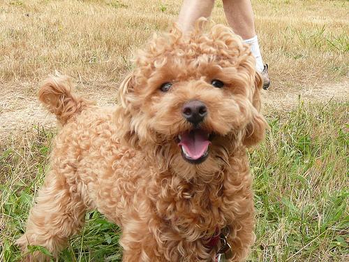 Poodle (Toy) — 4