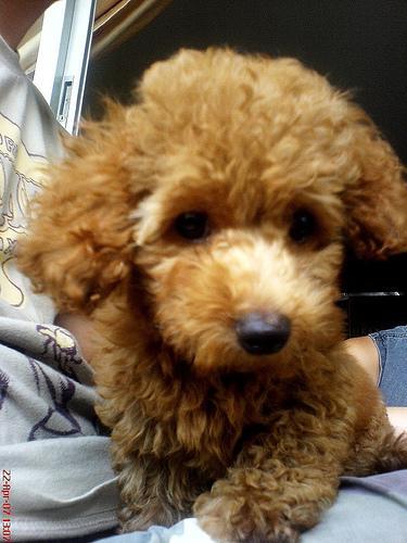 Poodle (Toy) — 5