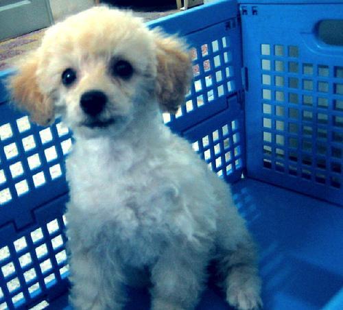 Poodle (Toy) — 6