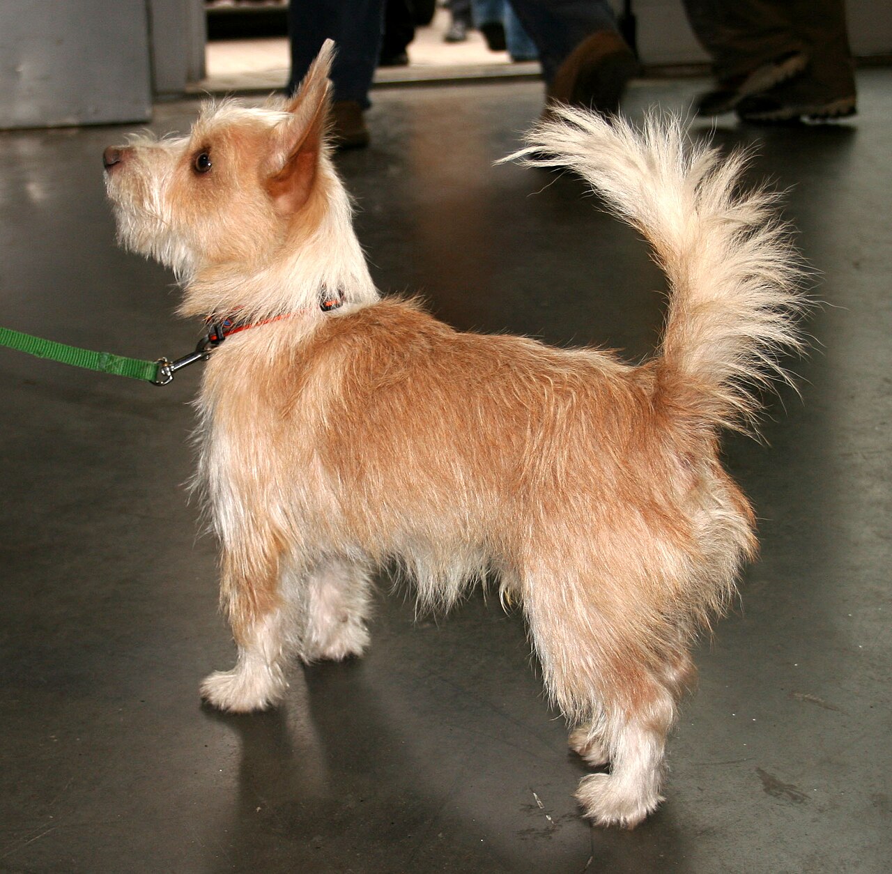 Portuguese Podengo — 3