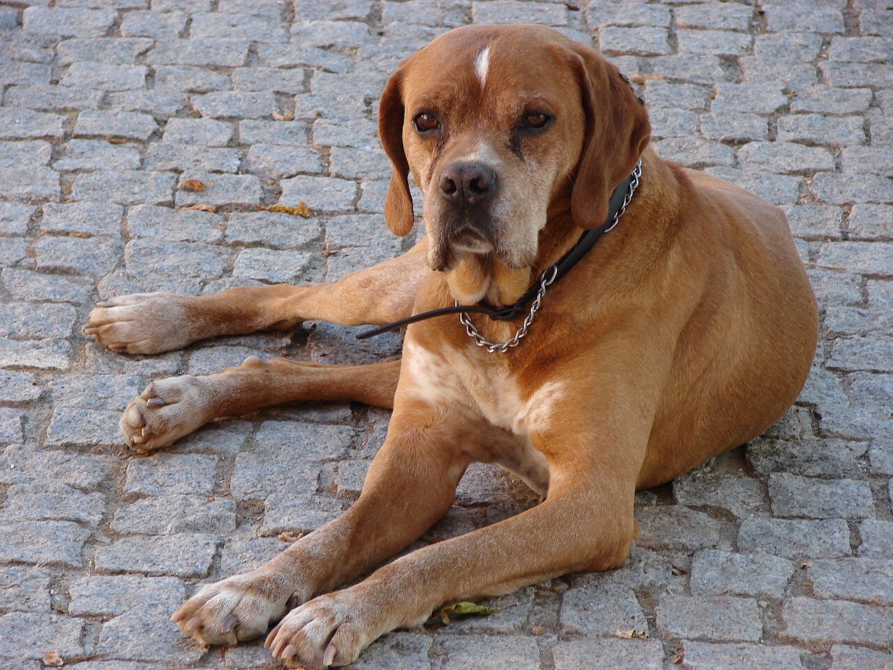 Portuguese Pointer — 1