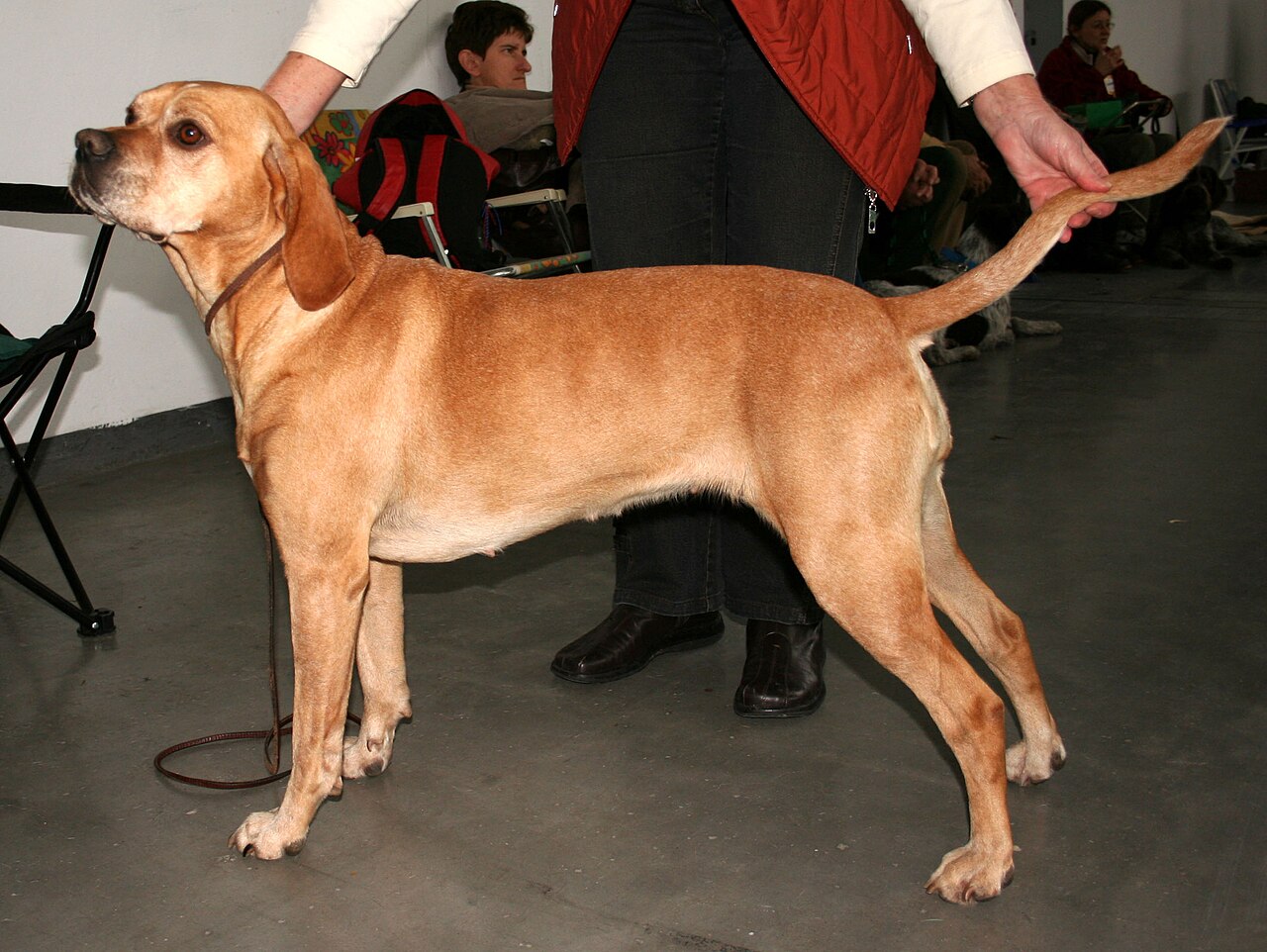 Portuguese Pointer — 2