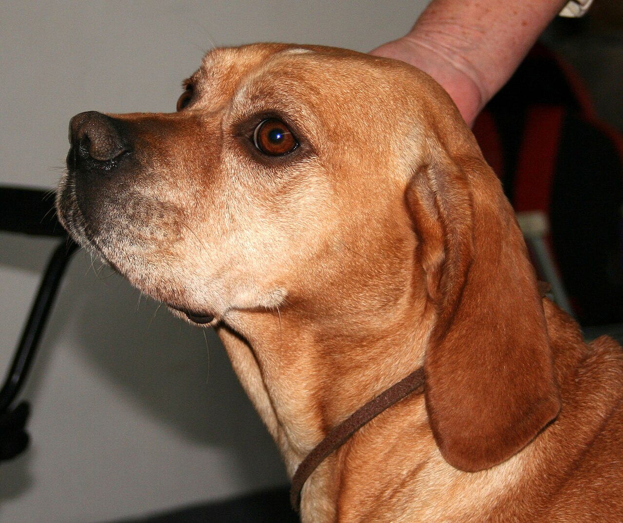 Portuguese Pointer — 3