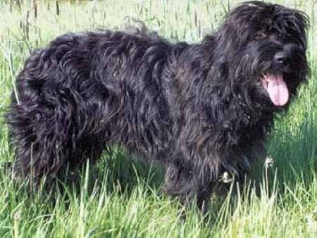 Portuguese Sheepdog — 1