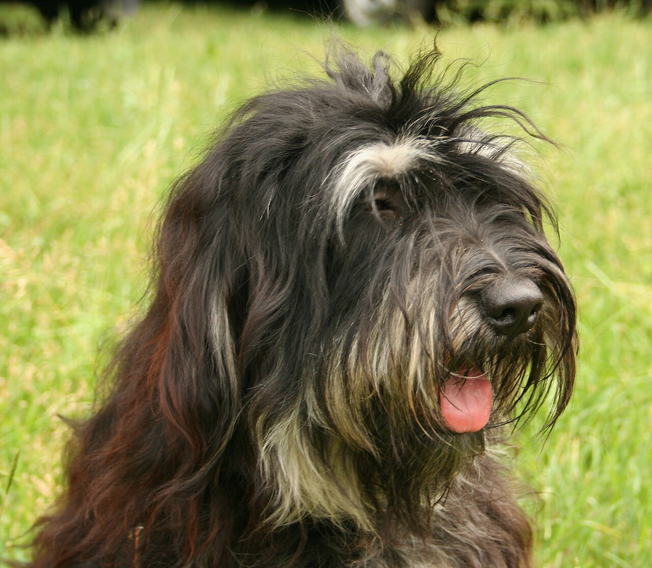 Portuguese Sheepdog — 2