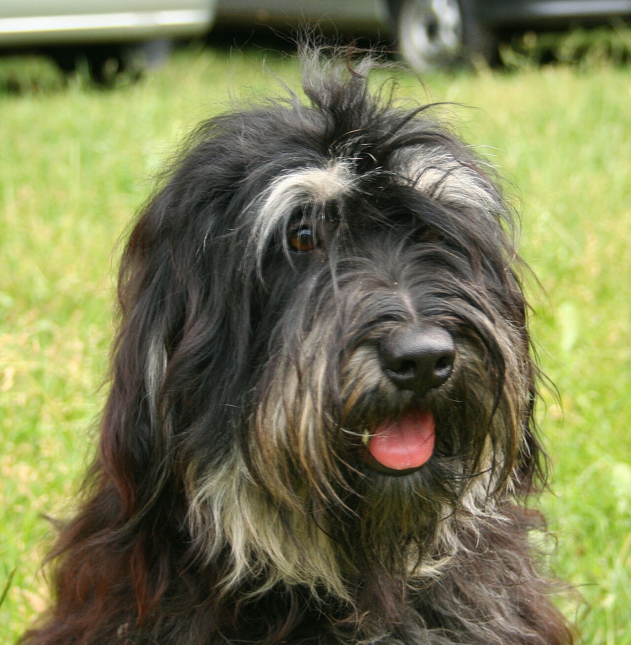 Portuguese Sheepdog — 3