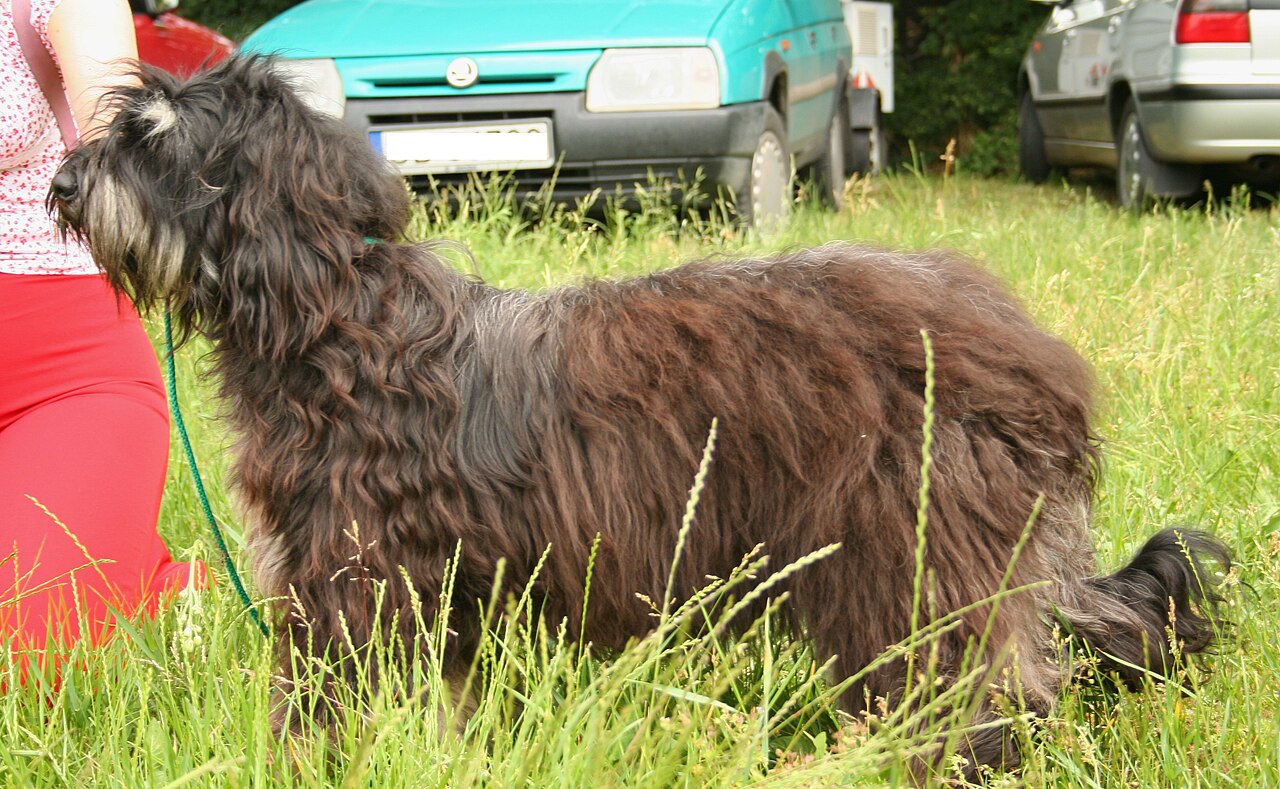 Portuguese Sheepdog — 4