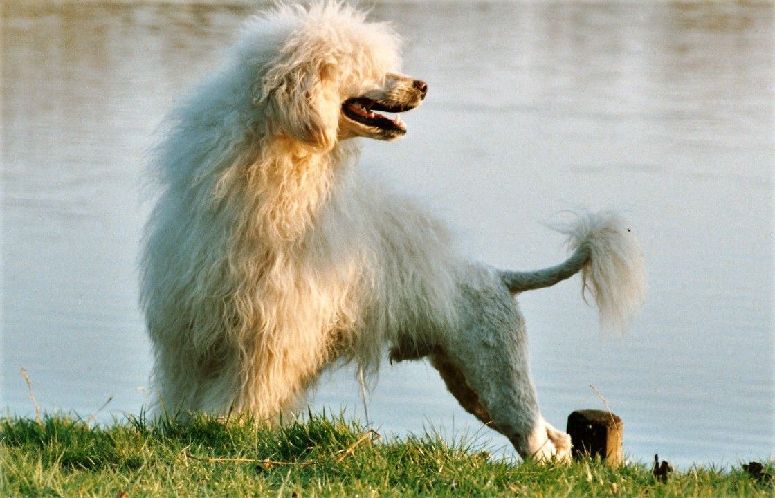 Portuguese Water Dog — 1