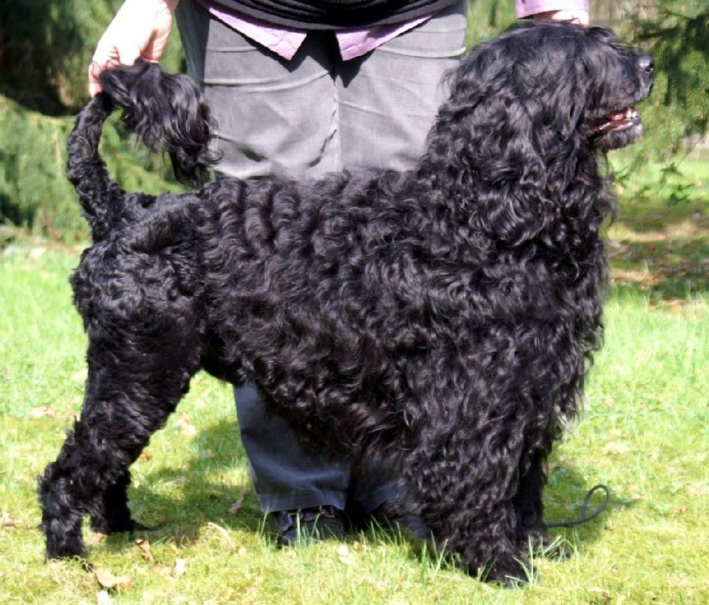 Portuguese Water Dog — 2