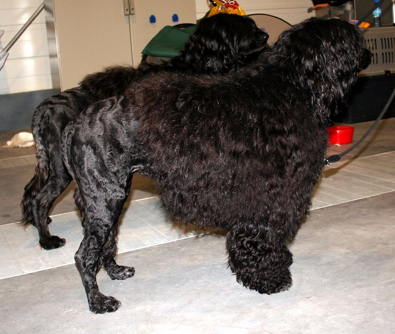 Portuguese Water Dog — 3