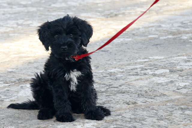 Portuguese Water Dog — 4