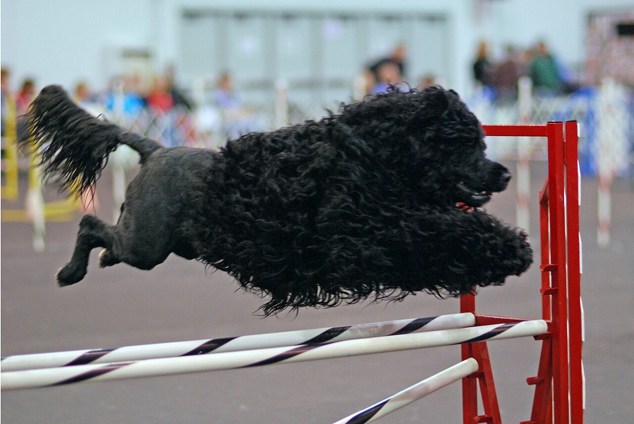 Portuguese Water Dog — 5