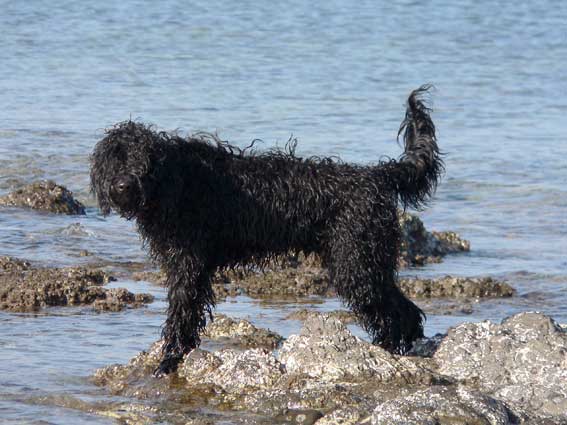 Portuguese Water Dog — 6