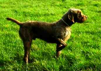 Pudelpointer — 1