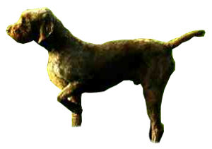 Pudelpointer — 4