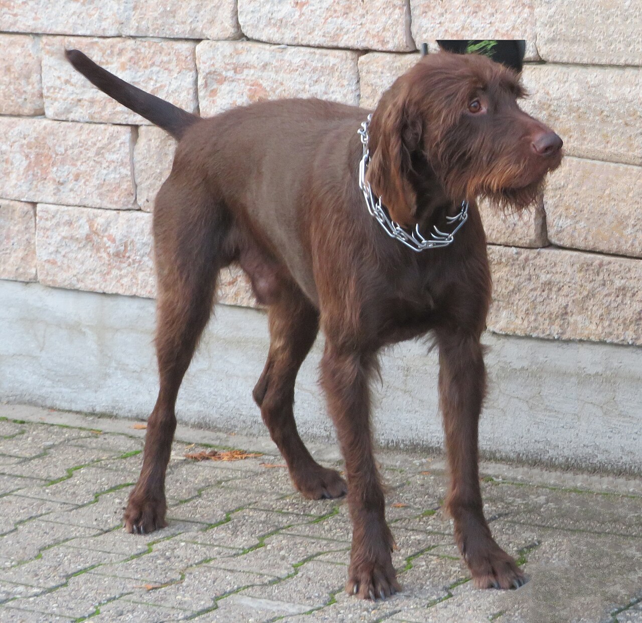 Pudelpointer — 5