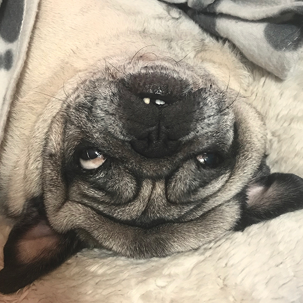 Pug — 1