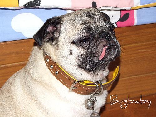 Pug — 2