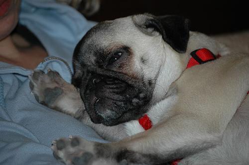 Pug — 3