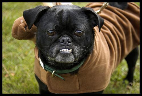 Pug — 4