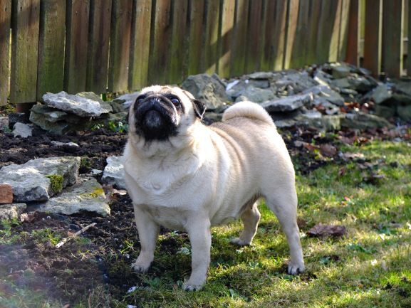 Pug — 5